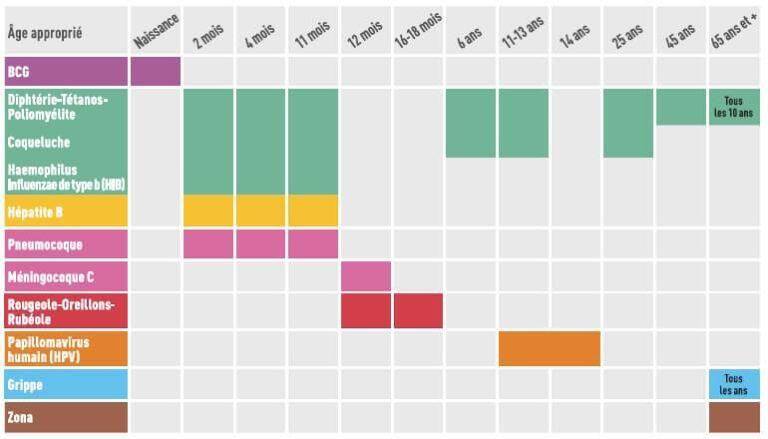 calendrier de vaccination tableau de la temporalité des vaccins