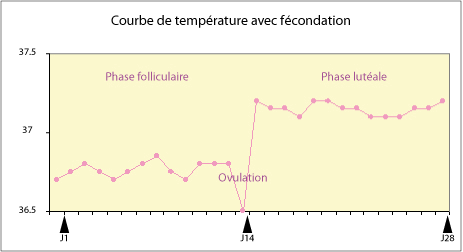 Courbe de température avec fécondation