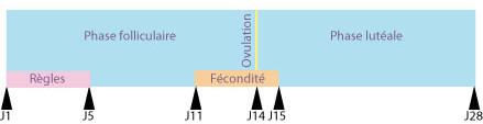 cycle menstruel