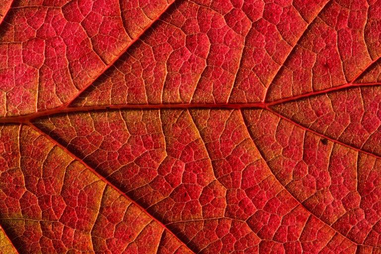 Zoom sur une feuille rouge
