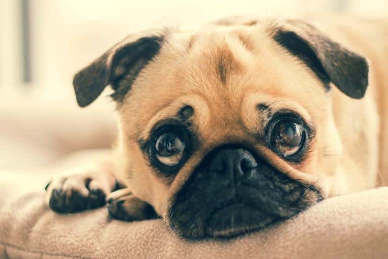 migraine ophtalmique