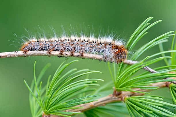 chenille processionnaire sur une branche